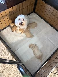 Maltipoo