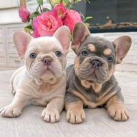 BULLDOG FRANCESE - BOULEDOGUE CUCCIOLI esotici