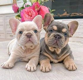 BULLDOG FRANCESE - BOULEDOGUE CUCCIOLI esotici