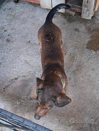 Femmina (3 anni) di Bassotto Alpino