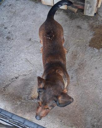 Femmina (3 anni) di Bassotto Alpino