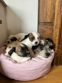 Cuccioli jack russell pelo ruvido con pedigree