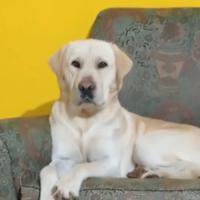Labrador per accoppiamento