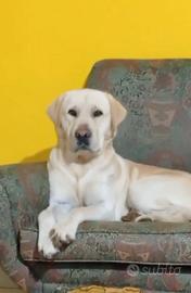 Labrador per accoppiamento