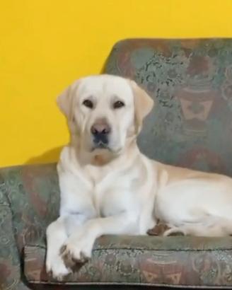 Labrador per accoppiamento