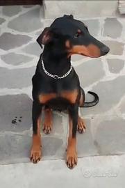 Dobermann femmina