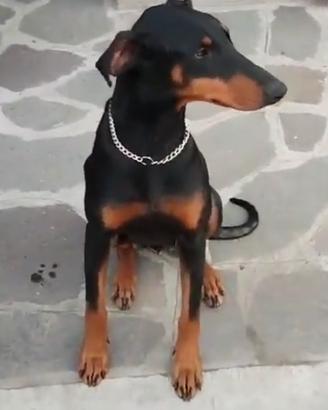 Dobermann femmina