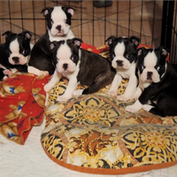 Cuccioli cani