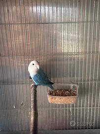 Coppia inseprabili