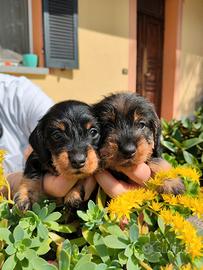 Bassotto a pelo duro