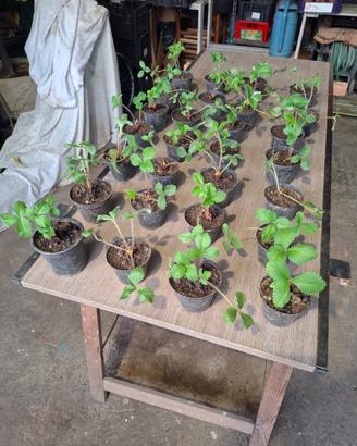 Piante fragole varietà Marie Charlotte