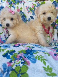 Maltipoo cuccioli