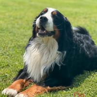 Bovaro del Bernese