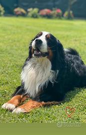 Bovaro del Bernese