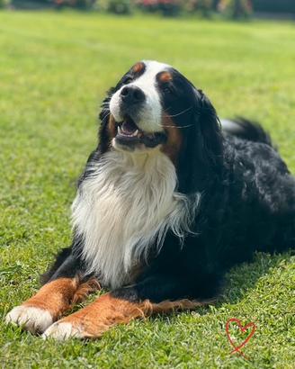 Bovaro del Bernese