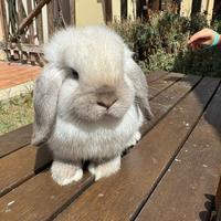 Coniglio nano ariete Minilop