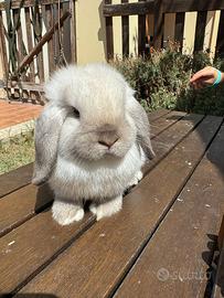 Coniglio nano ariete Minilop