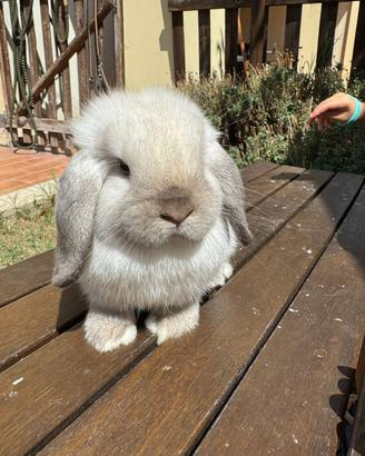 Coniglio nano ariete Minilop