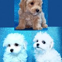 Maltipoo e Maltesi
