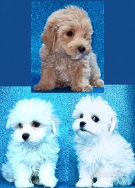 Maltipoo e Maltesi