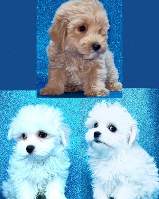 Maltipoo e Maltesi
