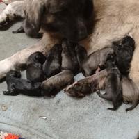 Cuccioli pastore del caucaso