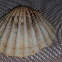 conchiglie capesante