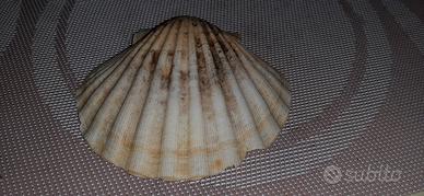 conchiglie capesante