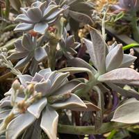 Piante pianta grassa vera graptopetalum paraguayen