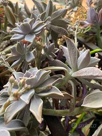 Piante pianta grassa vera graptopetalum paraguayen