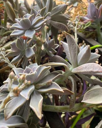 Piante pianta grassa vera graptopetalum paraguayen