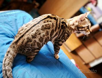 Cucciola di gatto Bengala 4 mesi disponibile