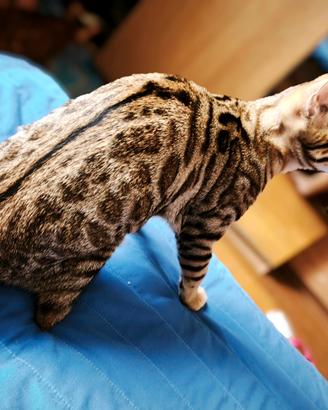 Cucciola di gatto Bengala 4 mesi disponibile