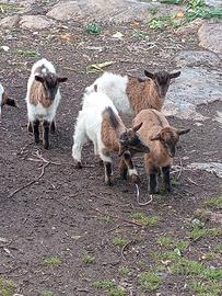 Capretti tibetani