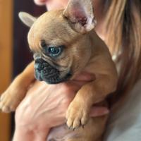 Bulldog francese esotico