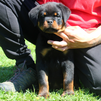 Cuccioli rottweiler alta genealogia