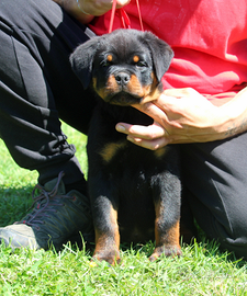 Cuccioli rottweiler alta genealogia