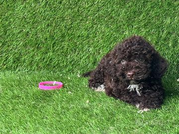 Lagotto romagnolo