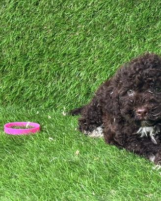 Lagotto romagnolo