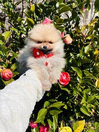 Volpino pomerania BATUFFOLO 2 mesi maschio