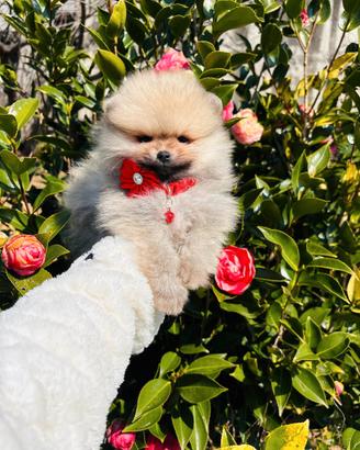 Volpino pomerania BATUFFOLO 2 mesi maschio