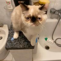 Gatti exotic Cuccioli