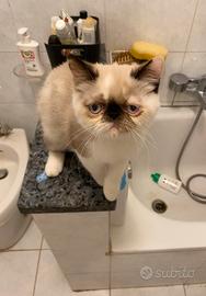 Gatti exotic Cuccioli