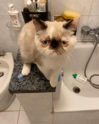 Gatti exotic Cuccioli