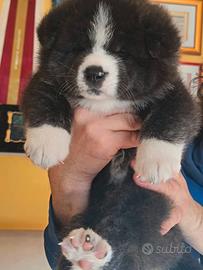 Akita inu