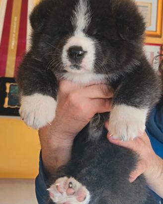 Akita inu