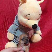 Cuccioli di chihuahua