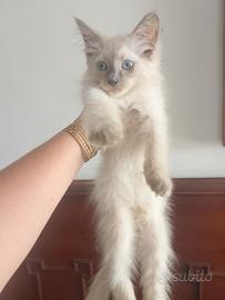 Gattino bianco occhi azzurri