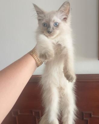 Gattino bianco occhi azzurri