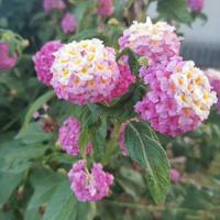 Lantana